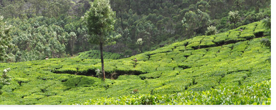 Plantation de thé